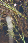 Eastern purple bladderwort